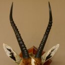 Blessbock Buntbock HL 38 cm Antilope Haupt Kopf Schulter Präparat Trophäenschild 95.5.17