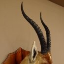 Blessbock Buntbock HL 38 cm Antilope Haupt Kopf Schulter Präparat Trophäenschild 95.5.17