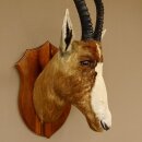 Blessbock Buntbock HL 38 cm Antilope Haupt Kopf Schulter Präparat Trophäenschild 95.5.17