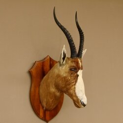 Blessbock Buntbock HL 38 cm Antilope Haupt Kopf Schulter Präparat Trophäenschild 95.5.17