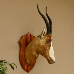 Blessbock Buntbock HL 38 cm Antilope Haupt Kopf Schulter Präparat Trophäenschild 95.5.17