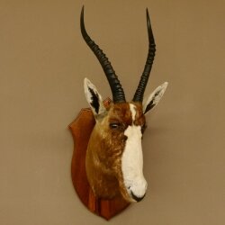 Blessbock Buntbock HL 38 cm Antilope Haupt Kopf Schulter Präparat Trophäenschild 95.5.17