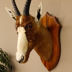 Blessbock Buntbock HL 38 cm Antilope Haupt Kopf Schulter Präparat Trophäenschild 95.5.17