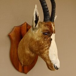 Blessbock Buntbock HL 38 cm Antilope Haupt Kopf Schulter Präparat Trophäenschild 95.5.17