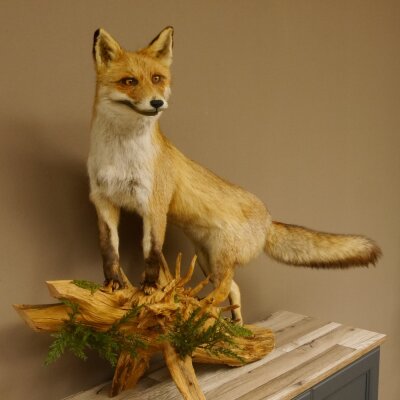 Fuchs Rotfuchs stehend auf Wurzelholz Breite 106 cm Präparat Tierpräparat Tiertrophäe 89.8.183