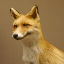 Fuchs Rotfuchs stehend auf Wurzelholz Breite 106 cm Präparat Tierpräparat Tiertrophäe 89.8.183