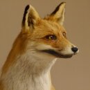 Fuchs Rotfuchs stehend auf Wurzelholz Breite 106 cm Präparat Tierpräparat Tiertrophäe 89.8.183