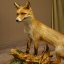 Fuchs Rotfuchs stehend auf Wurzelholz Breite 106 cm Präparat Tierpräparat Tiertrophäe 89.8.183