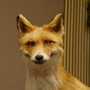 Fuchs Rotfuchs stehend auf Wurzelholz Breite 106 cm Präparat Tierpräparat Tiertrophäe 89.8.183