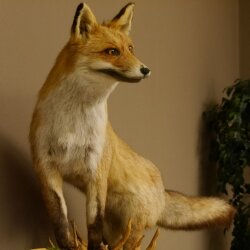 Fuchs Rotfuchs stehend auf Wurzelholz Breite 106 cm Präparat Tierpräparat Tiertrophäe 89.8.183