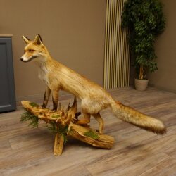 Fuchs Rotfuchs stehend auf Wurzelholz Breite 106 cm Präparat Tierpräparat Tiertrophäe 89.8.183