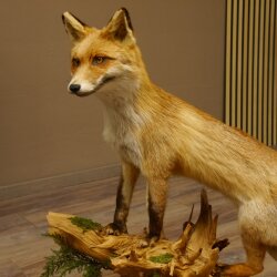 Fuchs Rotfuchs stehend auf Wurzelholz Breite 106 cm Präparat Tierpräparat Tiertrophäe 89.8.183