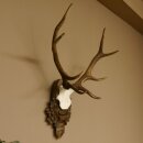 Rothirschgeweih 8 ender Hirsch Höhe 68 cm...