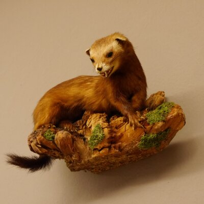 Iltis Tier Präparat Höhe 18 cm auf Holzstamm Tierpräparat taxidermy 89.4.80
