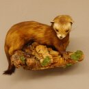 Iltis Tier Präparat Höhe 18 cm auf Holzstamm Tierpräparat taxidermy 89.4.80
