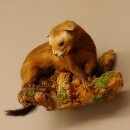 Iltis Tier Präparat Höhe 18 cm auf Holzstamm Tierpräparat taxidermy 89.4.80