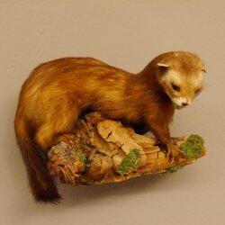 Iltis Tier Präparat Höhe 18 cm auf Holzstamm Tierpräparat taxidermy 89.4.80