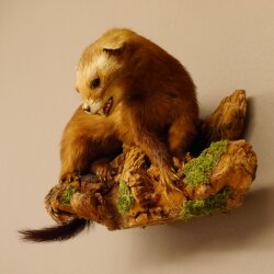 Iltis Tier Präparat Höhe 18 cm auf Holzstamm Tierpräparat taxidermy 89.4.80