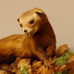 Iltis Tier Präparat Höhe 18 cm auf Holzstamm Tierpräparat taxidermy 89.4.80