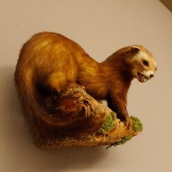 Iltis Tier Präparat Höhe 18 cm auf Holzstamm Tierpräparat taxidermy 89.4.80