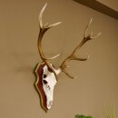Bois de cerf rouge 6 cors Hauteur 59 cm Bois de cerf...