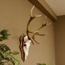 Bois de cerf rouge 6 cors Hauteur 59 cm Bois de cerf...