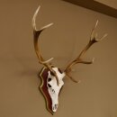 Rothirschgeweih ungerader 12 Ender Hirsch Geweih auf ZIRBENHOLZ Trophäenschild Höhe 91 cm Hirschgeweih 70.1042
