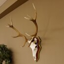 Rothirschgeweih ungerader 12 Ender Hirsch Geweih auf ZIRBENHOLZ Trophäenschild Höhe 91 cm Hirschgeweih 70.1042