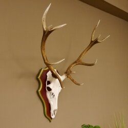 Rothirschgeweih ungerader 12 Ender Hirsch Geweih auf ZIRBENHOLZ Trophäenschild Höhe 91 cm Hirschgeweih 70.1042