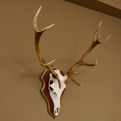 Rothirschgeweih ungerader 12 Ender Hirsch Geweih auf ZIRBENHOLZ Trophäenschild Höhe 91 cm Hirschgeweih 70.1042