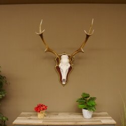 Rothirschgeweih ungerader 12 Ender Hirsch Geweih auf ZIRBENHOLZ Trophäenschild Höhe 91 cm Hirschgeweih 70.1042