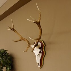 Rothirschgeweih ungerader 12 Ender Hirsch Geweih auf ZIRBENHOLZ Trophäenschild Höhe 91 cm Hirschgeweih 70.1042