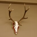 Bois de cerf rouge 6 cors Hauteur 59 cm Bois de cerf...