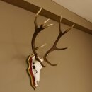 Corna di cervo rosso 6 punte Altezza 59 cm Corna di cervo Trofeo intagliato 70.1031