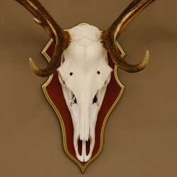 Corna di cervo rosso 6 punte Altezza 59 cm Corna di cervo Trofeo intagliato 70.1031