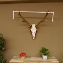 Rothirschgeweih ungerader 12 Ender Hirsch Geweih auf ZIRBENHOLZ Trophäenschild Höhe 93 cm Hirschgeweih 70.1045