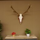 Rothirschgeweih ungerader 12 Ender Hirsch Geweih auf ZIRBENHOLZ Trophäenschild Höhe 93 cm Hirschgeweih 70.1045