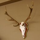 Rothirschgeweih ungerader 12 Ender Hirsch Geweih auf ZIRBENHOLZ Trophäenschild Höhe 93 cm Hirschgeweih 70.1045
