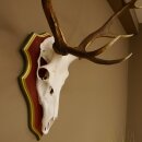 Rothirschgeweih ungerader 12 Ender Hirsch Geweih auf ZIRBENHOLZ Trophäenschild Höhe 93 cm Hirschgeweih 70.1045