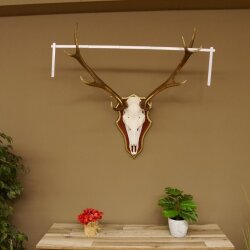 Rothirschgeweih ungerader 12 Ender Hirsch Geweih auf ZIRBENHOLZ Trophäenschild Höhe 93 cm Hirschgeweih 70.1045