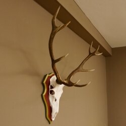 Rothirschgeweih ungerader 12 Ender Hirsch Geweih auf ZIRBENHOLZ Trophäenschild Höhe 93 cm Hirschgeweih 70.1045