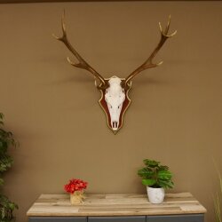 Rothirschgeweih ungerader 12 Ender Hirsch Geweih auf ZIRBENHOLZ Trophäenschild Höhe 93 cm Hirschgeweih 70.1045