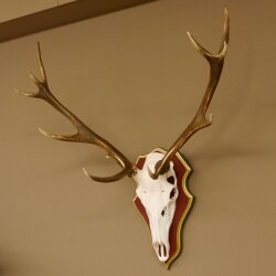 Rothirschgeweih ungerader 12 Ender Hirsch Geweih auf ZIRBENHOLZ Trophäenschild Höhe 93 cm Hirschgeweih 70.1045