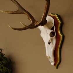 Rothirschgeweih ungerader 12 Ender Hirsch Geweih auf ZIRBENHOLZ Trophäenschild Höhe 93 cm Hirschgeweih 70.1045