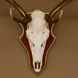 Rothirschgeweih ungerader 12 Ender Hirsch Geweih auf ZIRBENHOLZ Trophäenschild Höhe 93 cm Hirschgeweih 70.1045