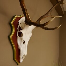 Rothirschgeweih ungerader 12 Ender Hirsch Geweih auf ZIRBENHOLZ Trophäenschild Höhe 93 cm Hirschgeweih 70.1045