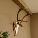 Bois de cerf rouge 6 cors Hauteur 59 cm Bois de cerf...