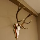 Rothirschgeweih ungerader 12 Ender Hirsch Geweih auf ZIRBENHOLZ Trophäenschild Höhe 99 cm Hirschgeweih 70.1047