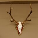 Rothirschgeweih ungerader 12 Ender Hirsch Geweih auf ZIRBENHOLZ Trophäenschild Höhe 99 cm Hirschgeweih 70.1047