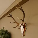 Rothirschgeweih ungerader 12 Ender Hirsch Geweih auf ZIRBENHOLZ Trophäenschild Höhe 99 cm Hirschgeweih 70.1047